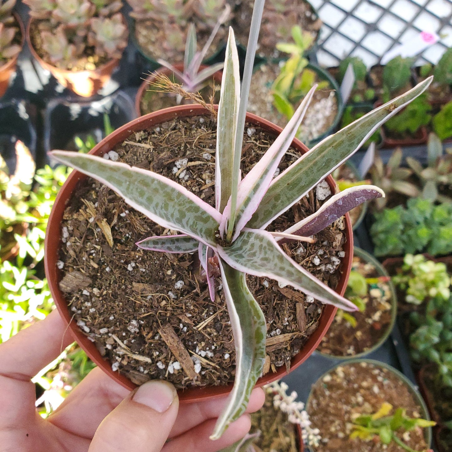 Variegated Ledebouria socialis 'Silver Squill'